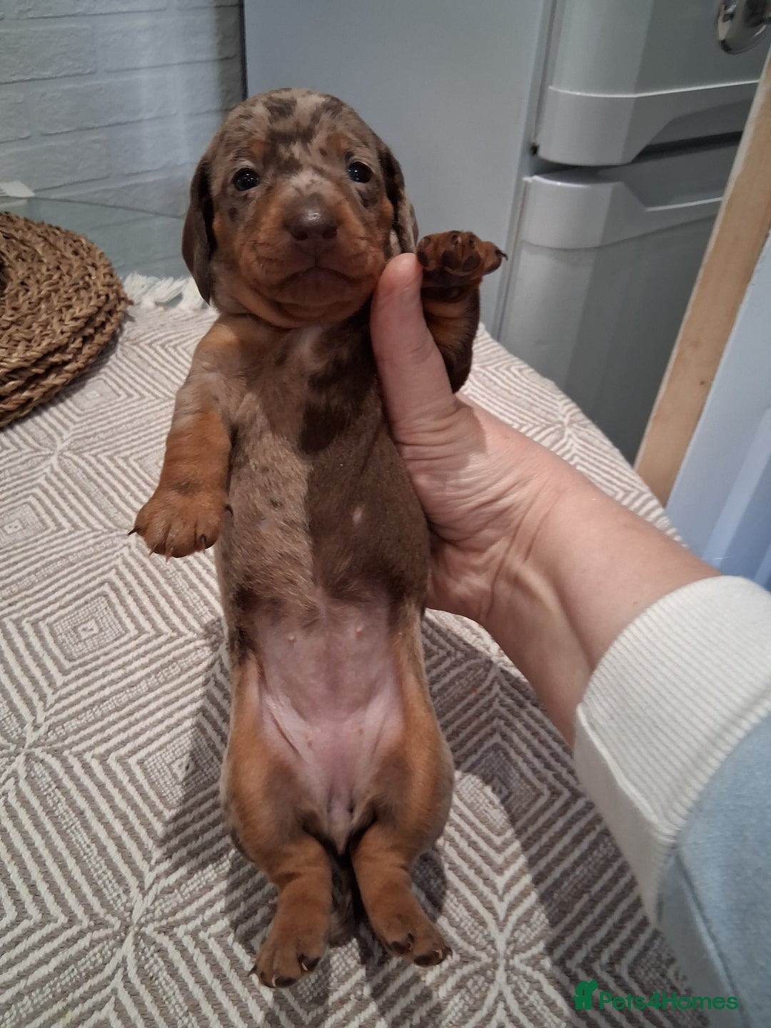Miniature Dachshund dogs for sale: Miniture dachhund - Advert 3