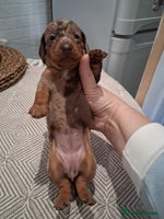 Miniature Dachshund dogs Miniture dachhund - Advert 2