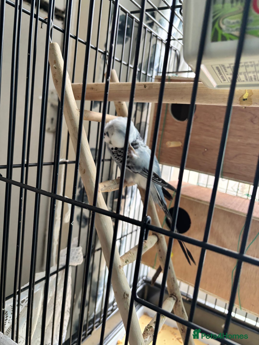 Budgerigars birds for sale: 4 Beautiful Budgies 2 Males 2 Females - Image 12