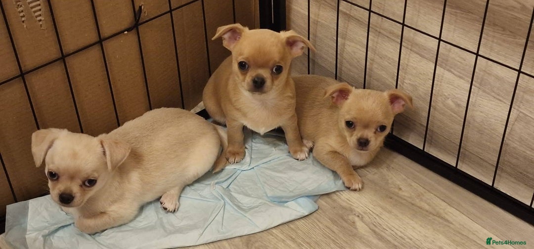 Chihuahua dogs for sale: Short-Haired Applehead Chihuahuas - Image 2