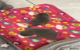 British Shorthair cats for sale: British Blue SH Kittens - Image 6