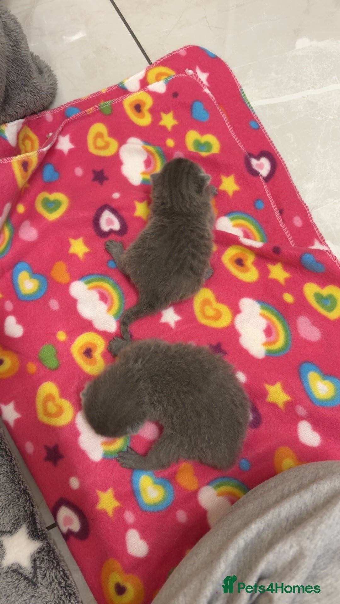 British Shorthair cats for sale: British Blue SH Kittens - Image 6