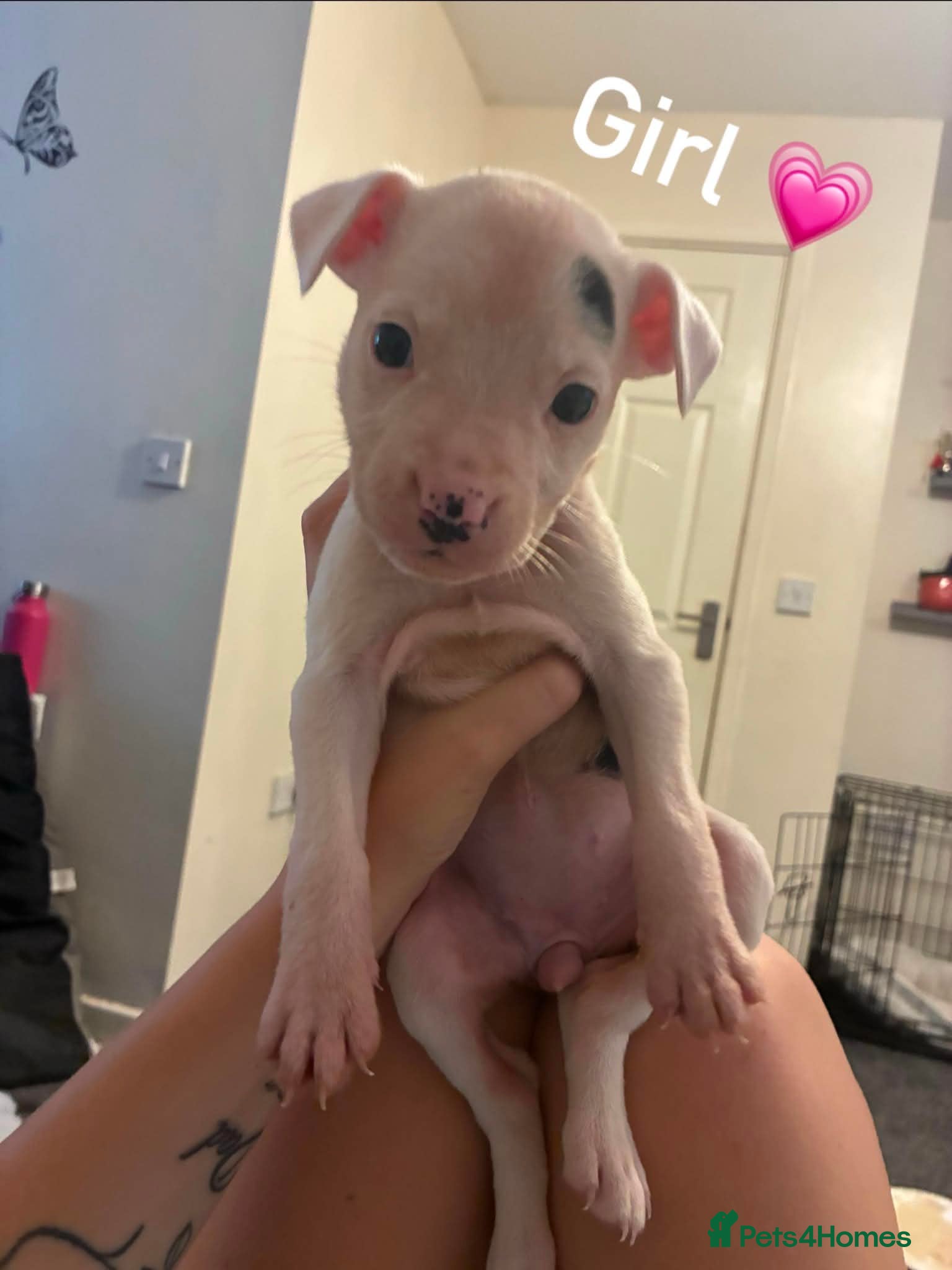 Staffordshire Bull Terrier dogs 3 beautiful boys and 1 gorgeous girl  - Advert 5