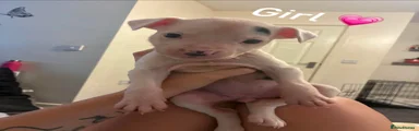 Staffordshire Bull Terrier 4