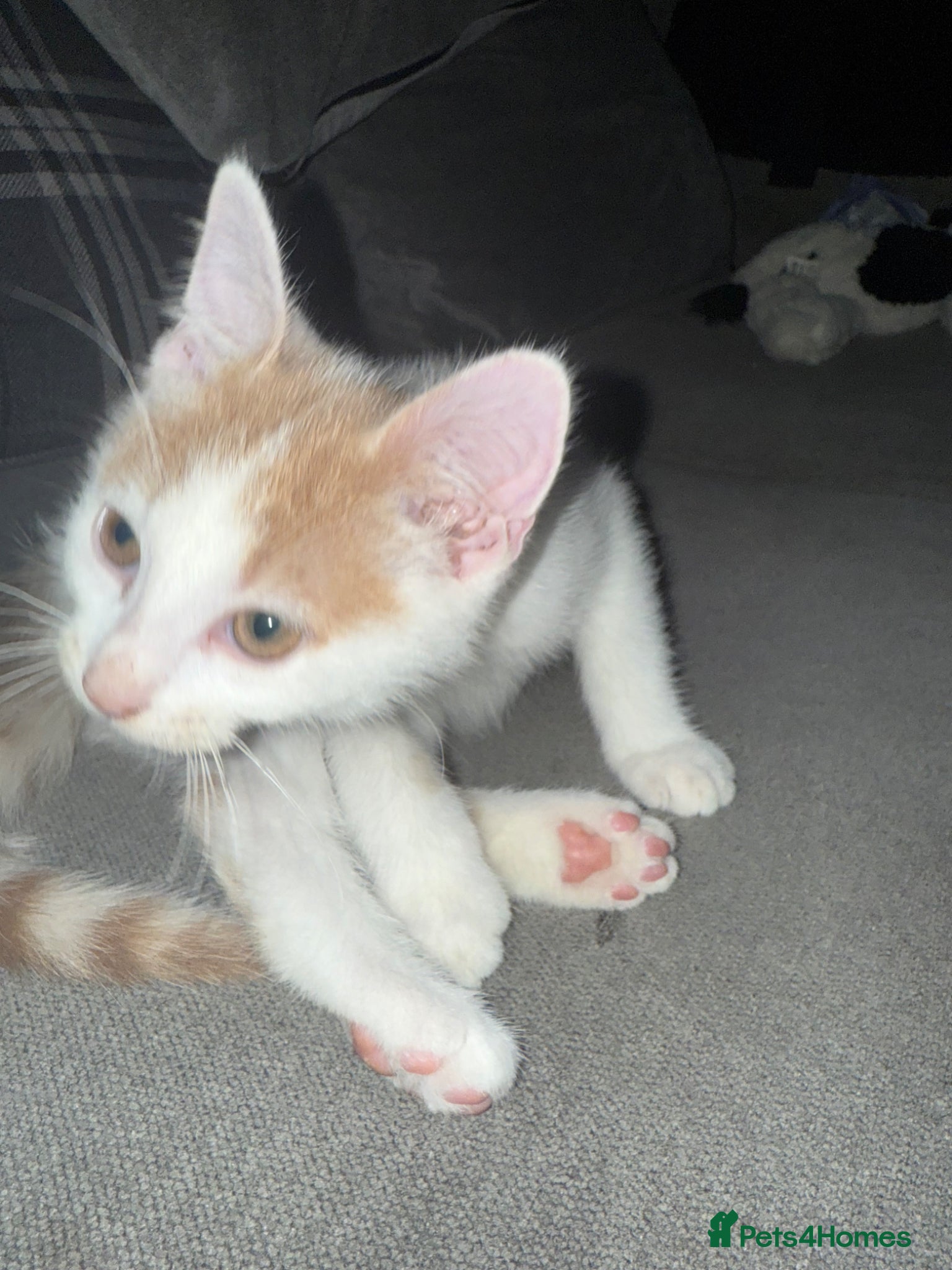 Mixed Breed cats for sale: Ragdoll x shorthair babies ready now! - Advert 11