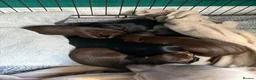Dachshund dogs for sale: Dachshund puppies  - Advert 14