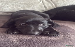 Australian Labradoodle dogs for sale: Puppy  - Image 2