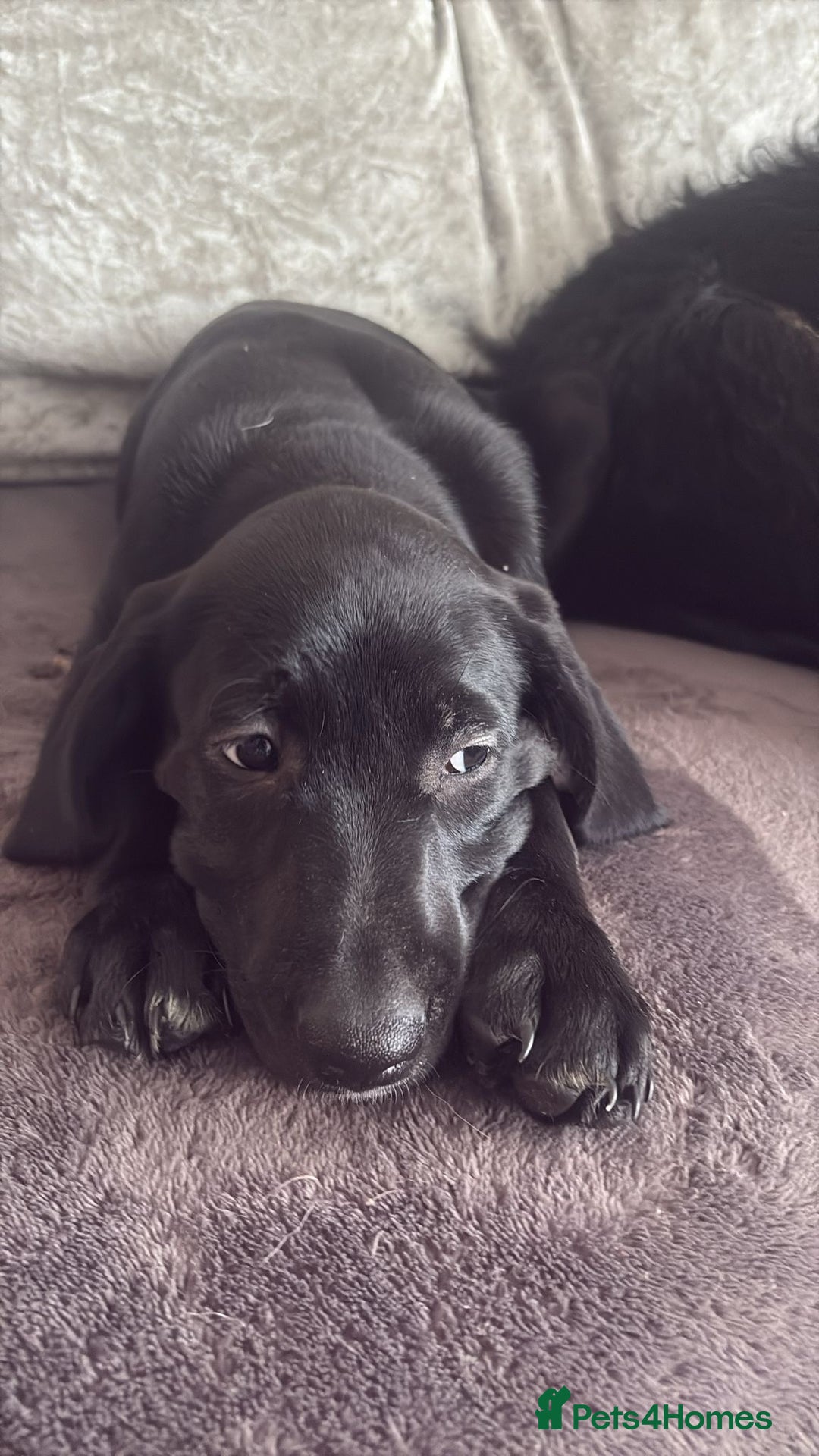Australian Labradoodle dogs for sale: Puppy  - Image 2