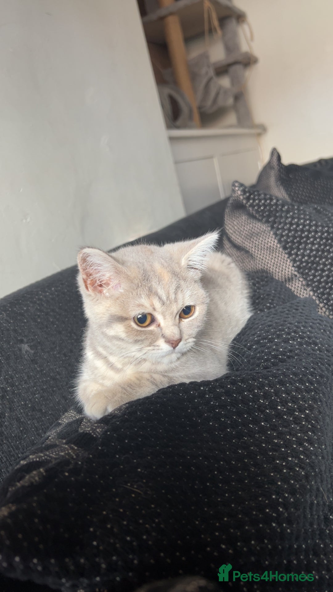 British Shorthair cats for sale: Silver tabby British short hair  - Image 3
