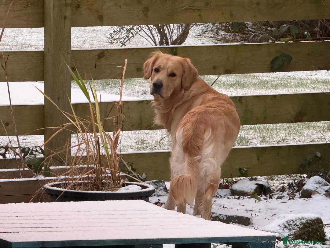Golden Retriever dogs for stud: Dexx’s looking for a partner - Advert 10