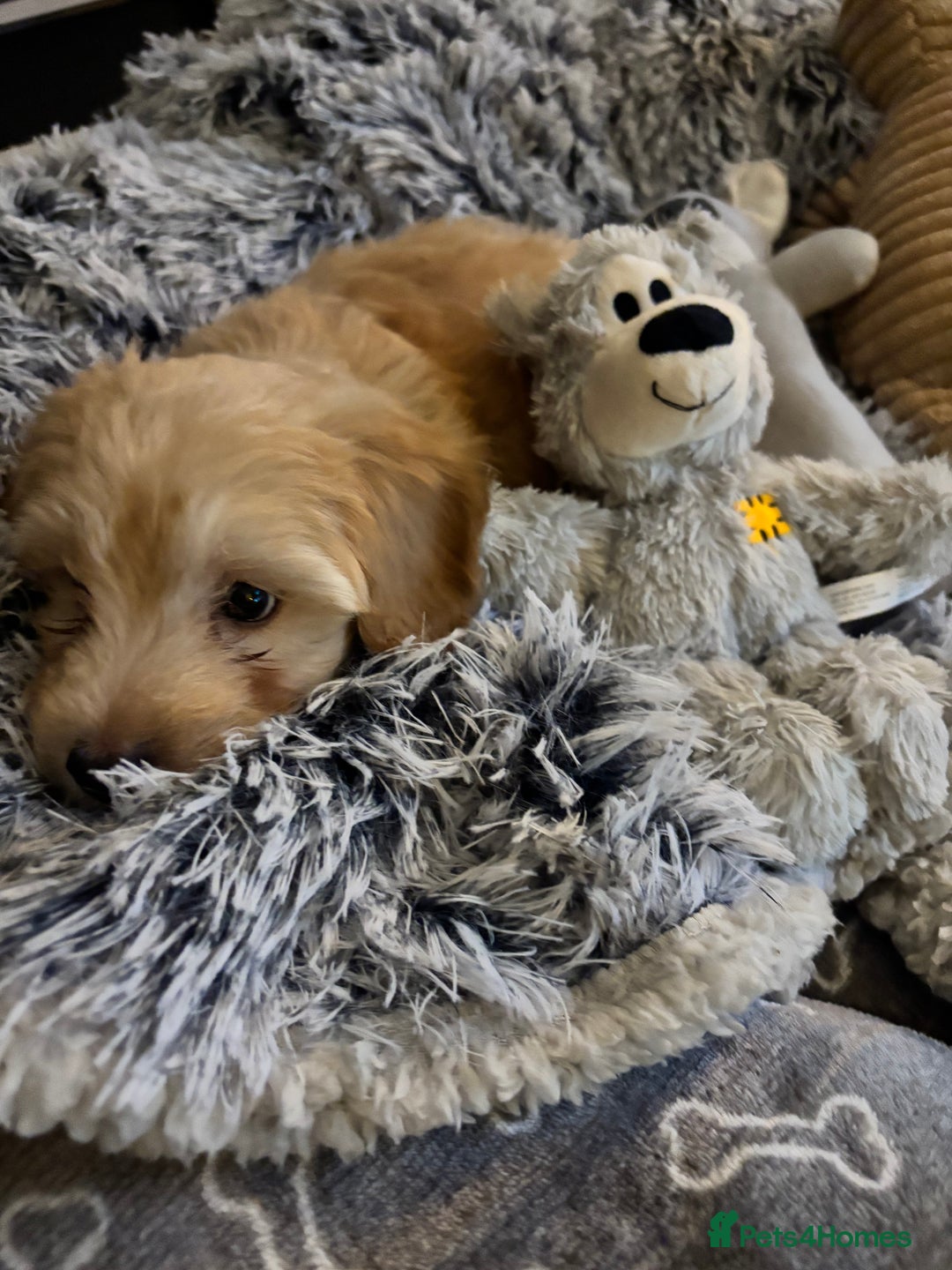 Cockapoo dogs for sale: Miniature Cockapoo Puppy (10 Weeks) - Advert 3