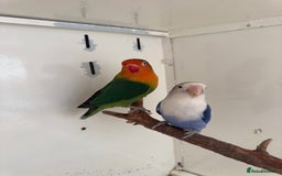 Lovebirds birds for sale: Proven breeding pair for Sale - Image 10