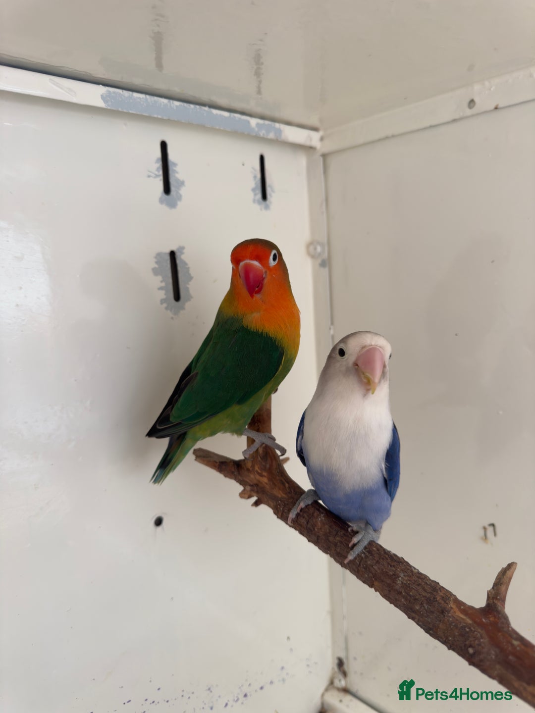 Lovebirds birds for sale: Proven breeding pair for Sale - Image 10