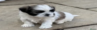 Shih Tzu 5 - Prim