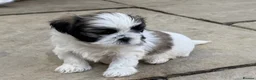 Shih Tzu dogs for sale: Shih Tzu Puppies - Advert 6