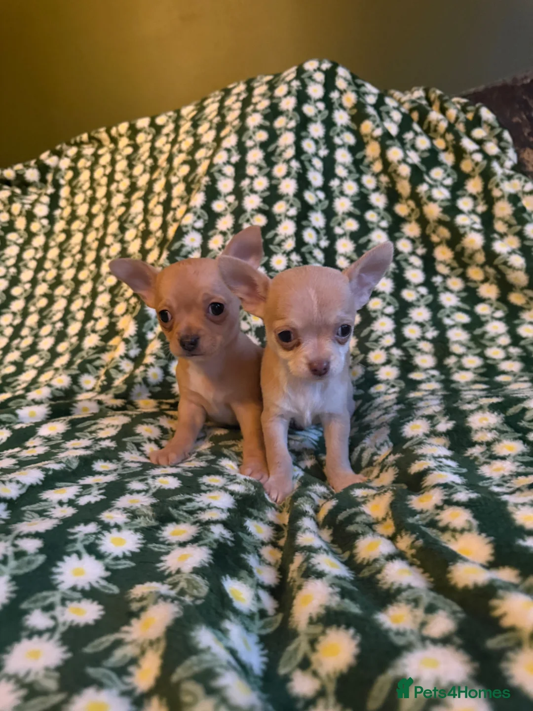 Chihuahua dogs for sale: READY NOW - 2 BOYS LEFT!! - Advert 2