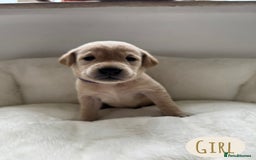 Labrador Retriever dogs for sale: Labrador Puppies For Sale  - Image 9