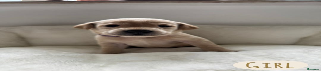 Labrador Retriever Puppy 5