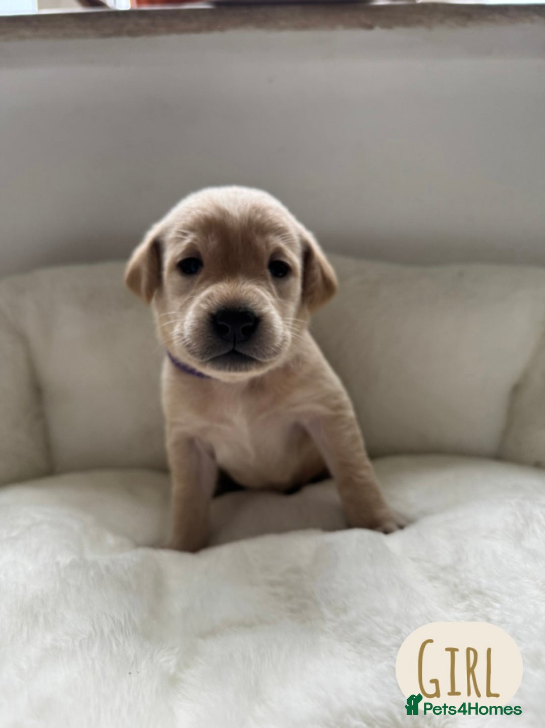 Labrador Retriever dogs for sale: Labrador Puppies For Sale  - Image 9