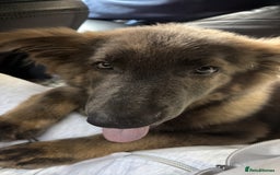 German Shepherd dogs for sale: Blue sable German shepherd  - Image 5