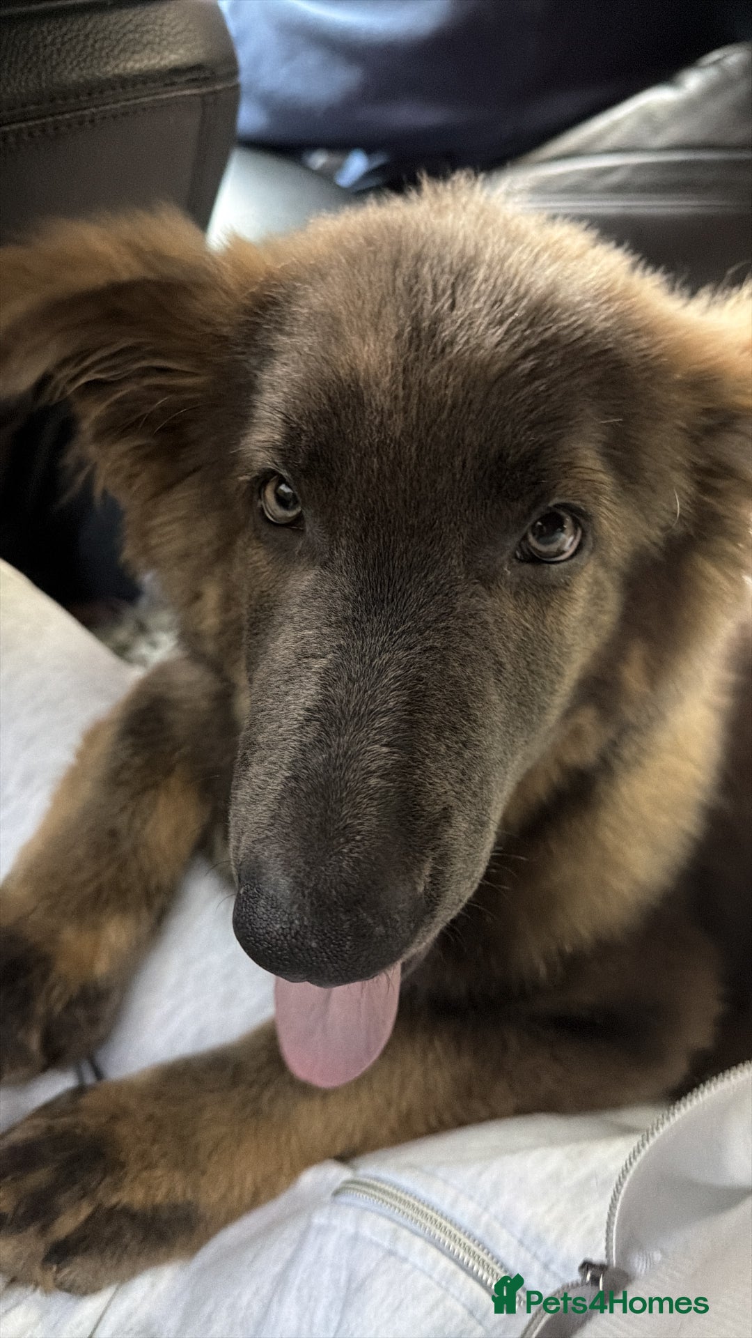 German Shepherd dogs for sale: Blue sable German shepherd  - Image 5