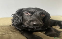 Cocker Spaniel dogs for stud: Working cocker spaniel stud  - Image 3