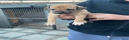 Lurcher dogs for sale: Lurcher pups - Advert 4