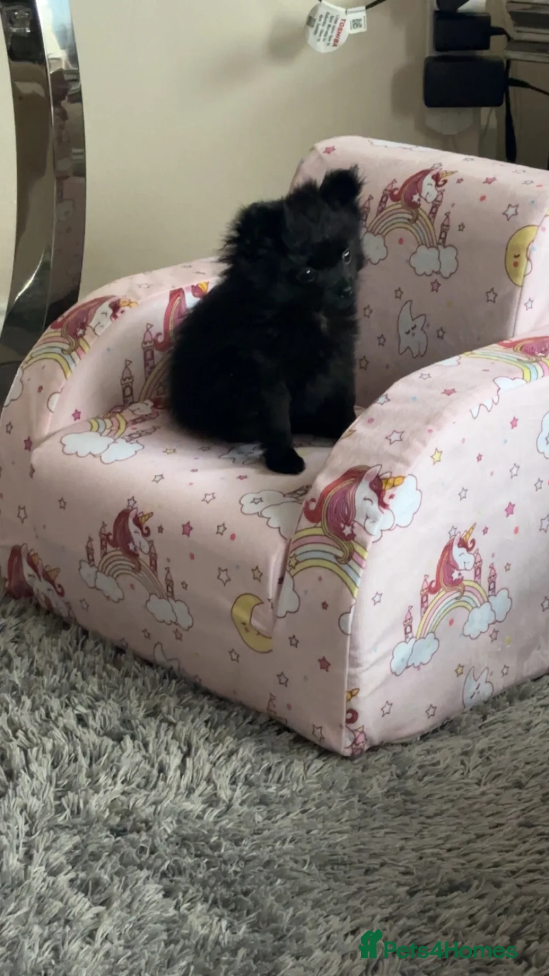 Pomchi dogs for sale: Pomchi black girl  in Bishop Auckland - Advert 3