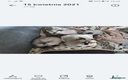 Sphynx cats for sale: Szogun - Image 2