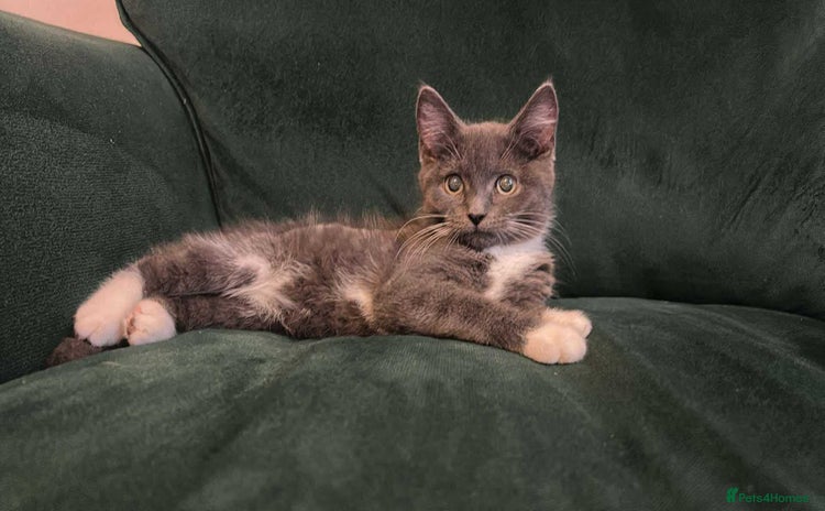 Mixed Breed cats - Advert 5