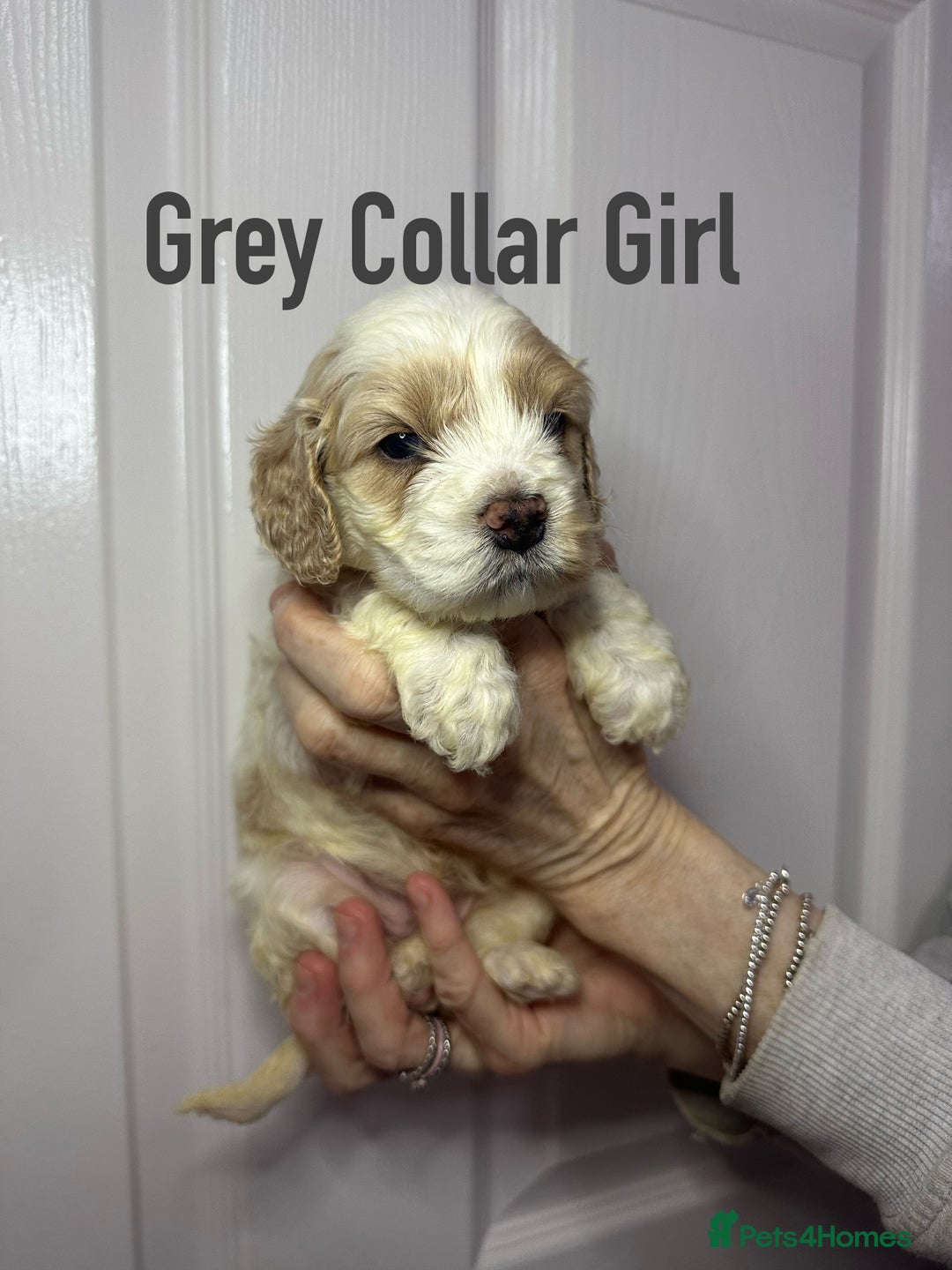 Cockapoo dogs for sale: Cockerpoo puppies  - Advert 9