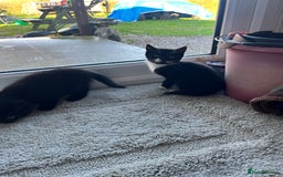 Mixed Breed cats for sale: Kittens for sale  - Advert 8