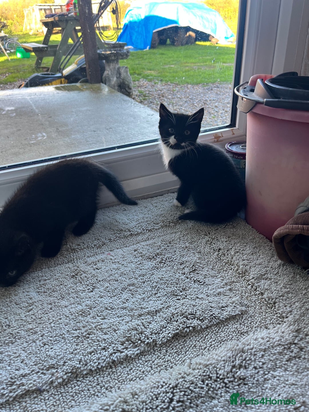 Mixed Breed cats for sale: Kittens for sale  - Advert 8