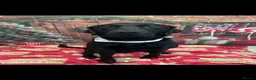 Labrador Retriever dogs for stud: American black Labrador  - Advert 3