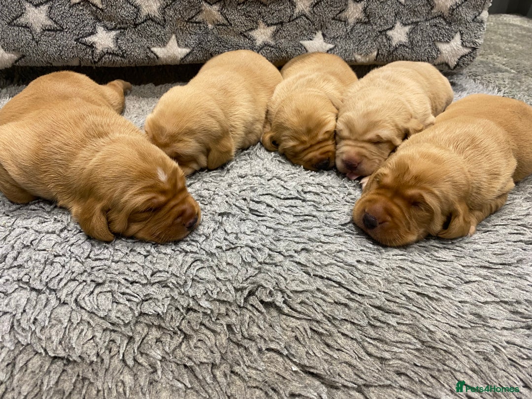 Labrador Retriever dogs for sale: Gorgeous KC registered Labrador Puppies  - Image 6