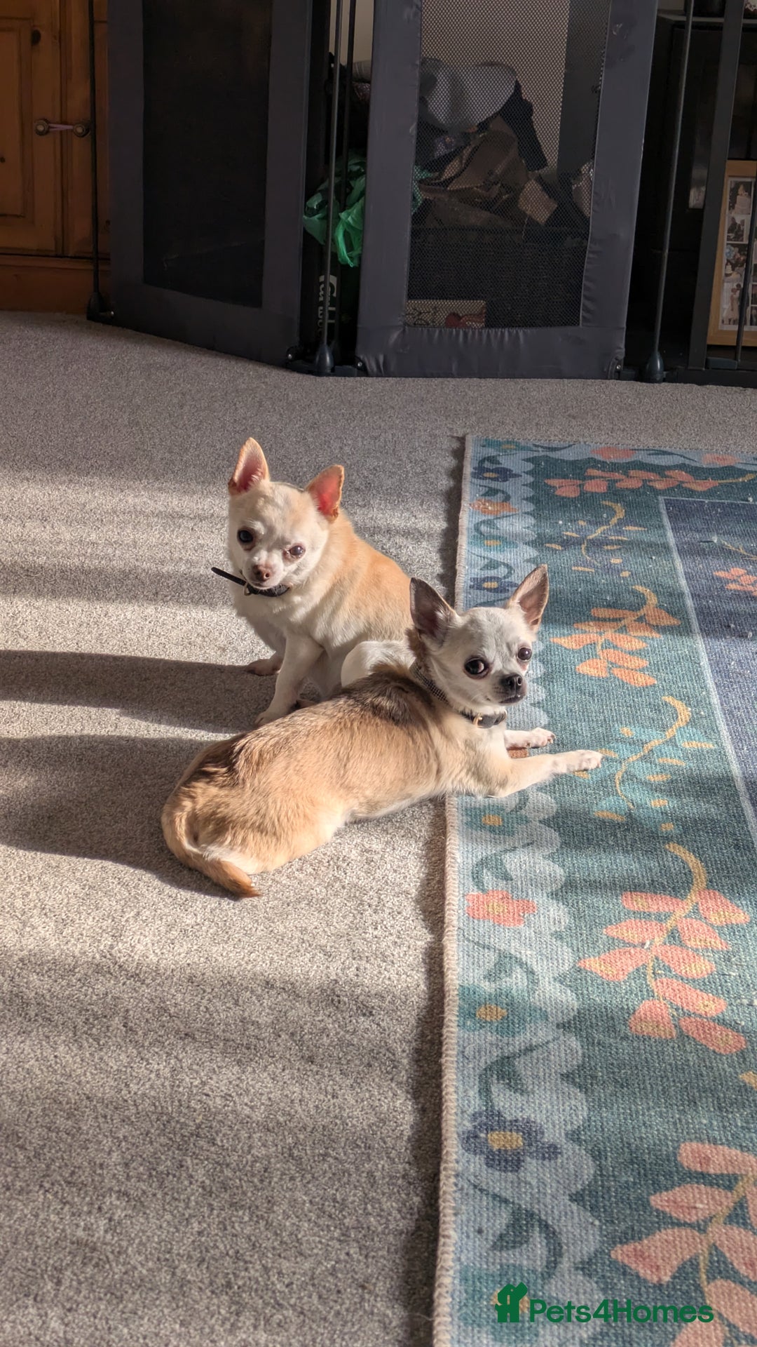 Chihuahua dogs for sale: 2 Chihuahua's needing to be re-homed - Image 1