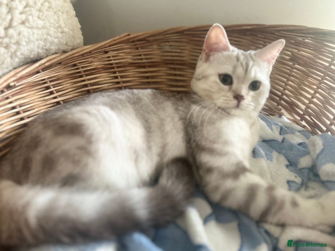 Scottish Fold cats for sale: Beautiful Marble tabby boy  - Image 4