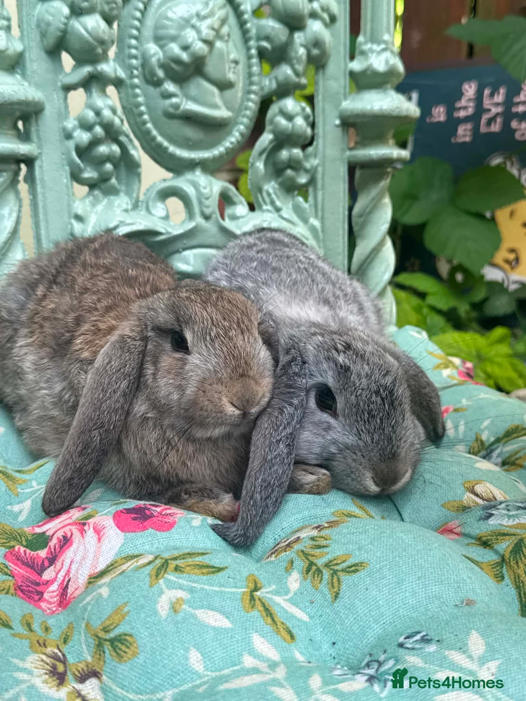 Mixed Breed rabbits for sale: Rabbits for Sale  - Advert 11