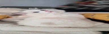 Bao