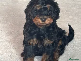 Cockapoo dogs Minature Cockapoo dog for sale - Advert 10