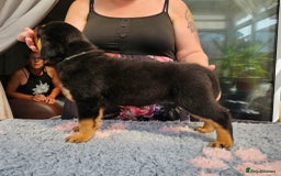 Rottweiler dogs for sale: Superb litter of dual purpose Rottweiler puppies. - Image 19