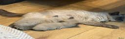 Ragdoll cats for sale: Beautiful pure Ragdoll kittens  - Advert 2