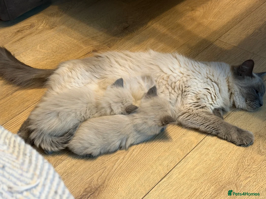 Ragdoll cats for sale: Beautiful pure Ragdoll kittens  - Advert 2