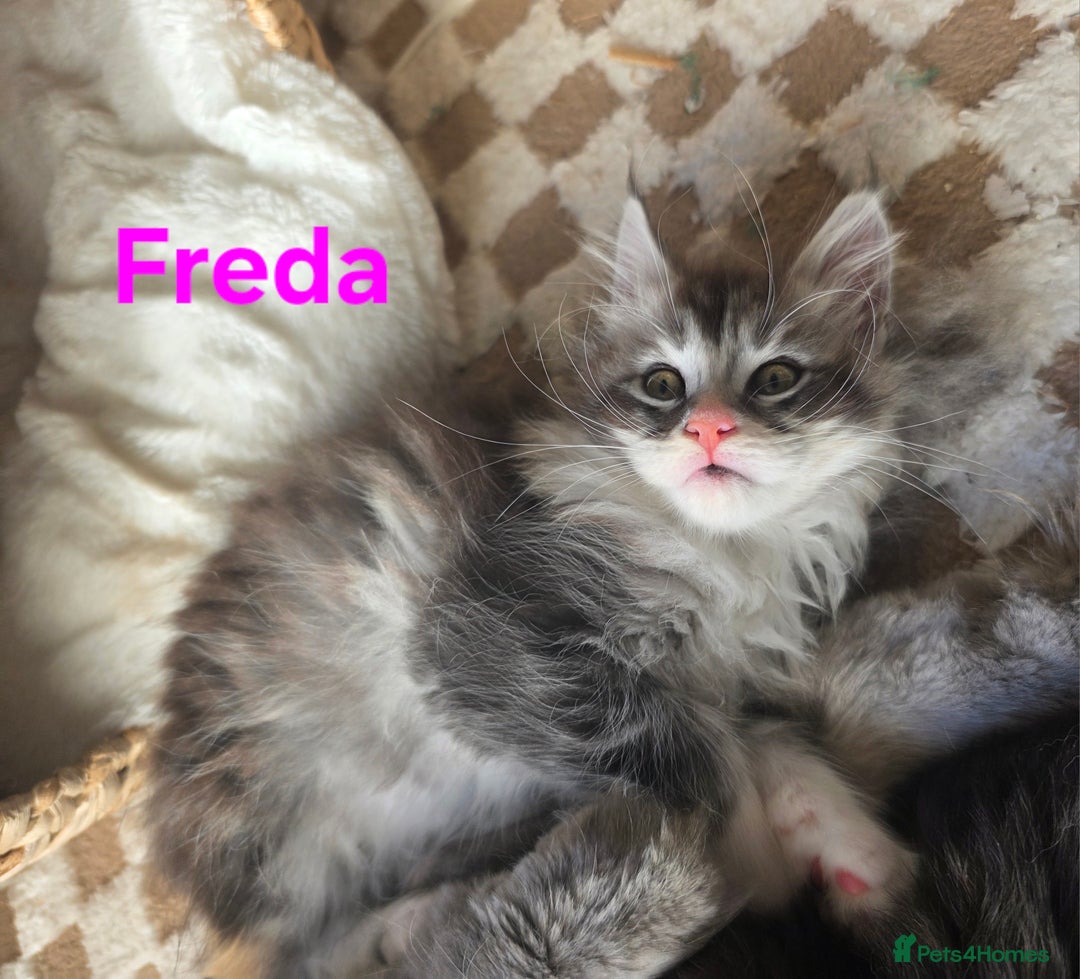 Maine Coon cats for sale: Rare Pure Breed Mainecoon Kitten - Advert 37