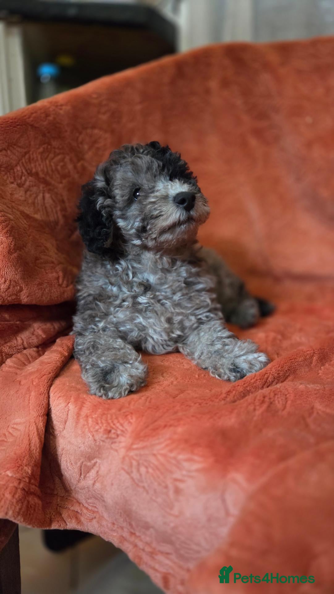 Toy Poodle dogs Toy poodle puppys - Advert 1