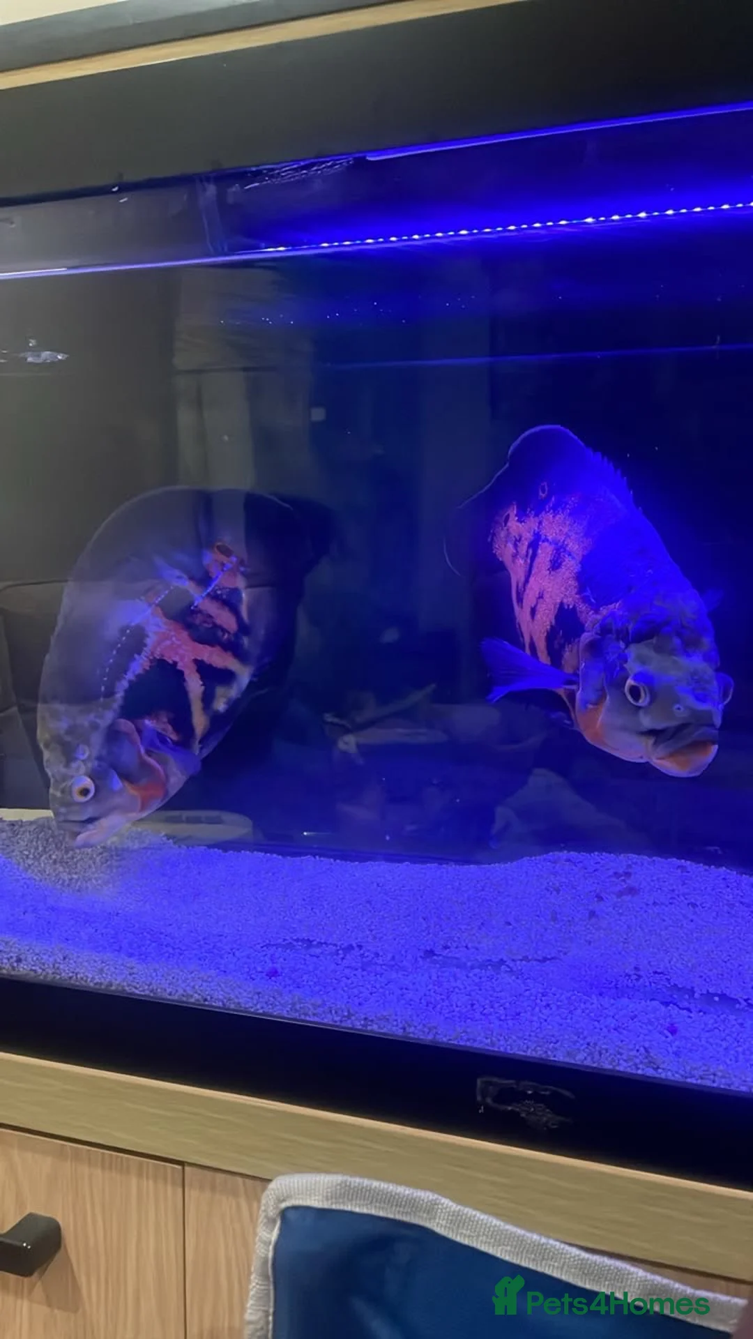 Cichlids fish for sale: Tiger Oscar  - Advert 2