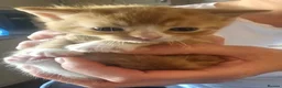 Mixed Breed cats for sale: Kittens for sale - Advert 9