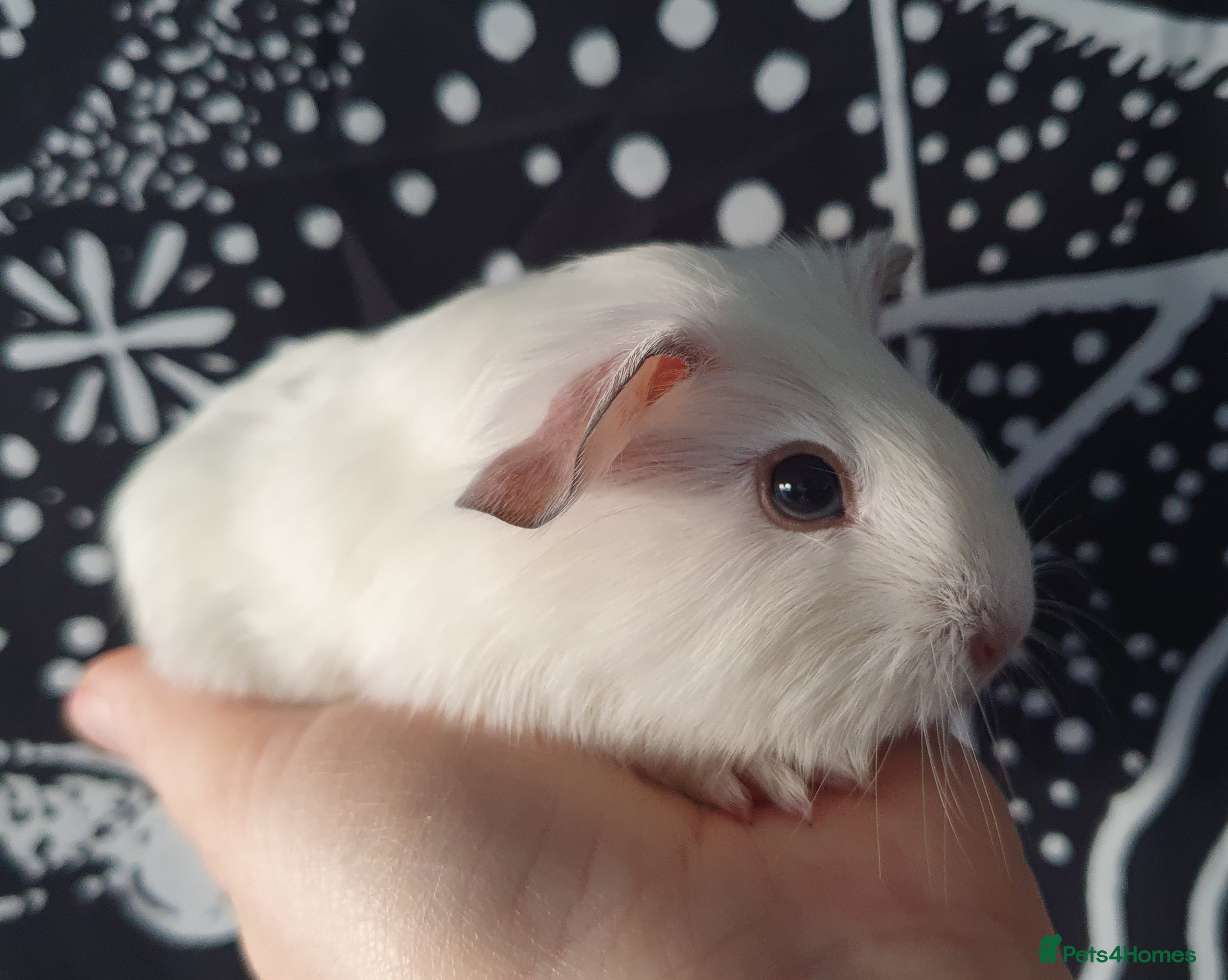 Guinea Pig rodents guinea pigs  - Advert 15