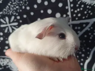 Guinea Pig rodents guinea pigs - Advert 15