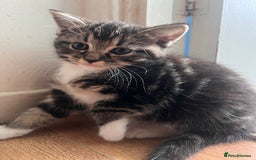 Mixed Breed cats for sale: Friendly and playful kitties  - Image 5